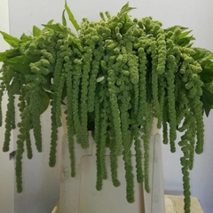 Amaranthus Caudatus Cycloop 80cm