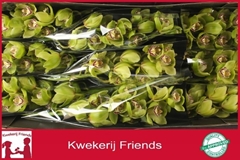 Cymbidium Mrs. Robin Hood 60cm