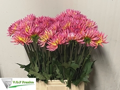 Dahlia Karma Sangria 70cm