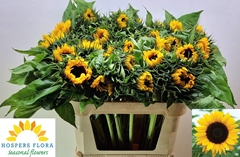 Helianthus Sunrich Orange 80cm 12cm Hd