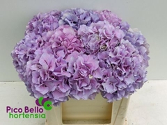 Hydrangea Royal Benefit 50cm 14-16cm Hd