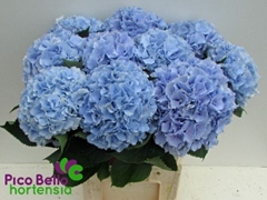 Hydrangea Verena Blue 80cm 20-22cm Hd