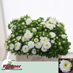 Callistephus Azumi Xl White 50cm