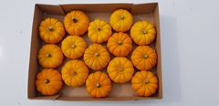 Cucurbita Pepo Jack Be Little 9cm