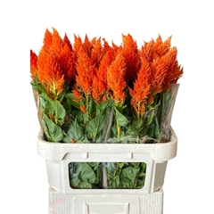 Celosia Sunday Orange 80cm