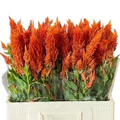 Celosia Sunday Orange 60cm