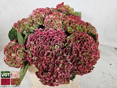 Hydrangea Revolution Classic 40cm 10-12cm Hd