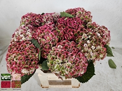 Hydrangea Revolution Classic 50cm 10-12cm Hd
