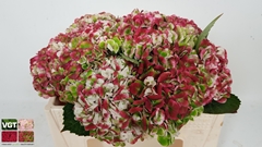Hydrangea Revolution Classic 35cm 10-12cm Hd