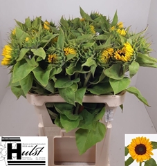 Helianthus Sunrich Orange 80cm