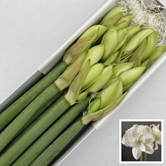 Hippeastrum Double Wimbledon 70cm