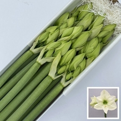 Hippeastrum Casablanca 75cm