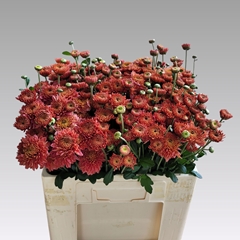Chrysanth Spray Blenda Salmon 60cm 60gr.