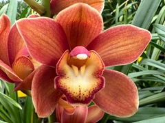 Cymbidium Mini Campfire 50cm