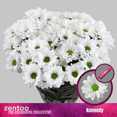 Chrysanth Spray Kennedy 70cm 85gr.