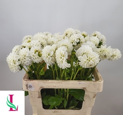 Dahlia Ice Ice Baby 55cm