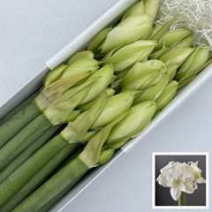 Hippeastrum Double Wimbledon 65cm