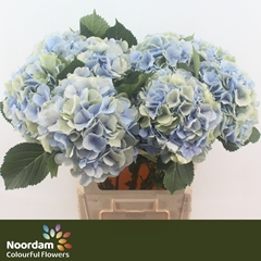 Hydrangea Verena Blue Classic 80cm 23-25cm Hd