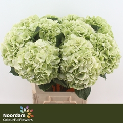 Hydrangea White Verena Classic 80cm 23-25cm Hd