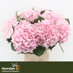 Hydrangea Verena 65cm 20-22cm Hd