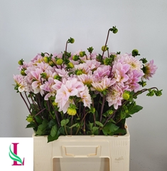 Dahlia Sweet Nathalie 55cm