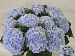 Hydrangea Verena Blue 80cm 21-23cm Hd