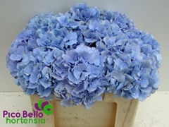 Hydrangea Verena Blue 50cm 14-16cm Hd