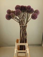 Allium Summer Drummer 100cm