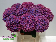 Hydrangea Amber 80cm 18-20cm Hd