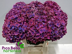 Hydrangea Amber 60cm 16-18cm Hd