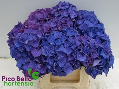 Hydrangea Rodeo Purple 40cm 13-15cm Hd