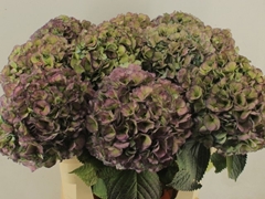 Hydrangea My Beautiful Heaven Classic 80cm 20-22cm Hd