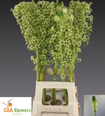 Eucomis Pole-Evansii Goliath 100cm