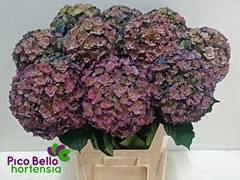 Hydrangea Royal Anastasia Classic 80cm 20-22cm Hd