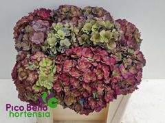 Hydrangea Royal Anastasia Classic 50cm 16-18cm Hd