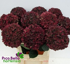 Hydrangea Rubyred Classic 80cm 20-22cm Hd
