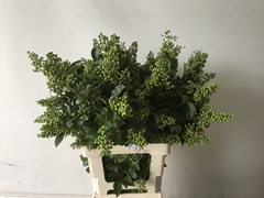 Ligustrum Ovalifolium Winter Jewel 80cm