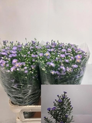 Aster Cassandra 85cm 45gr.