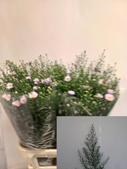Aster Claudia 85cm 32gr.
