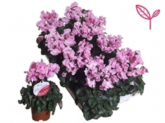 Cyclamen Midi Super Serie Merengue 10Ø 25cm