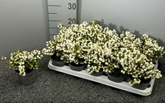 Gaultheria White Berry 10Ø 20cm