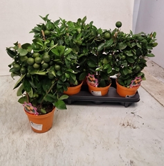 Citrus Microcarpa 14Ø 40cm