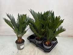 Cycas Revoluta 12Ø 45cm