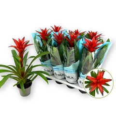 Guzmania Amoretto 14Ø 55cm