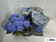 Hydrangea Blauer Zwerg 14Ø 37cm 10bl