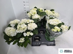 Hydrangea Schneeball 14Ø 43cm 10bl