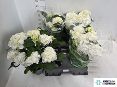 Hydrangea Schneeball 14Ø 39cm 10bl