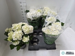 Hydrangea Schneeball 14Ø 40cm 7bl