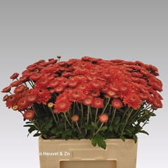 Chrysanth Spray Blenda Red 55cm 65gr.
