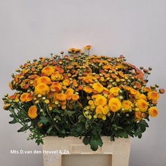 Chrysanth Spray Bright Eye 55cm 65gr.